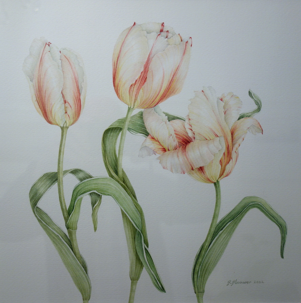 Drie tulpen