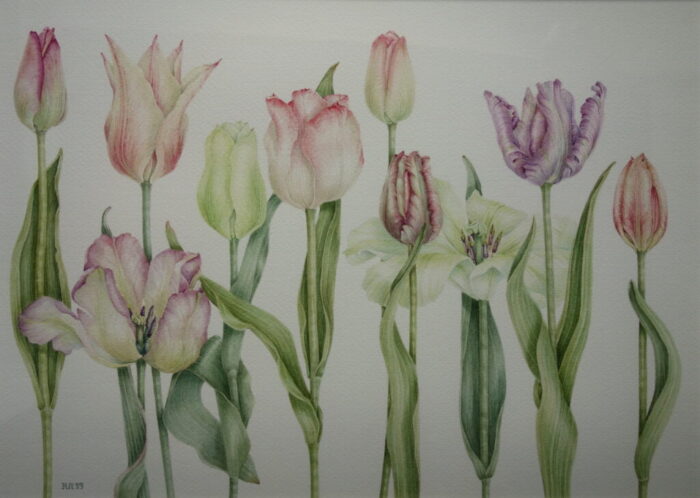 Verschillende tulpensoorten