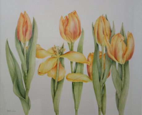 tulpen
