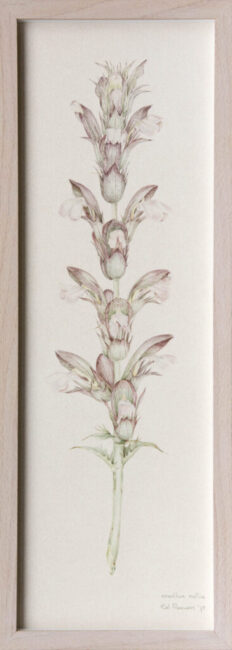 Acanthus 1978 RA-_B230066-2-bewerkt-1 Acanthus ingelijst