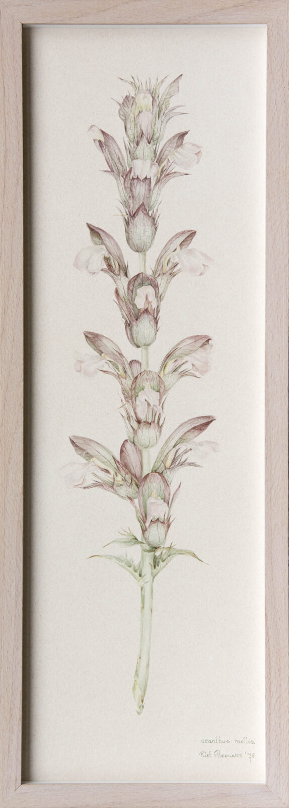Acanthus 1978 RA-_B230066-2-bewerkt-1